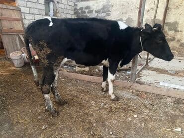 Inəklər, öküzlər: Bakı malıdı tovle malıdı keskılıkdı çavan duyedı 1 defe dogub 1 ıldıde — 2