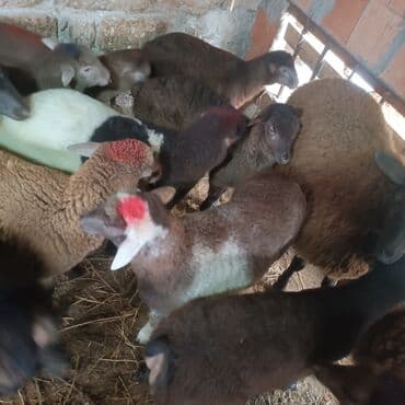 Salam hervaxdız xeyir saxlamlıq quzularm cxdı satqa isdiyen elaqe — 2