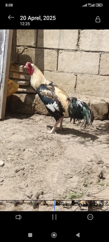 Xoruz, Heyratı, il: 1, Ünvandan götürmə