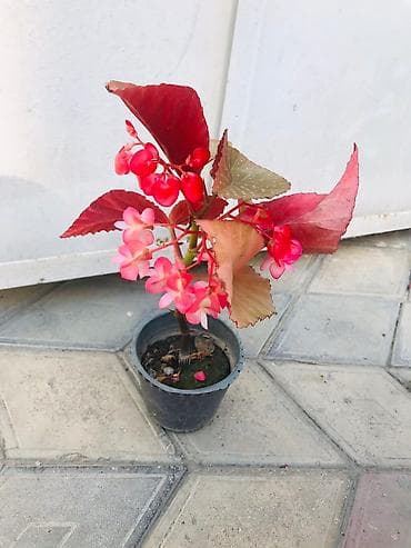 Təcili köçürən bütün güllərimi ucuz satıram Beqoniya İnşaatçılar ve ya