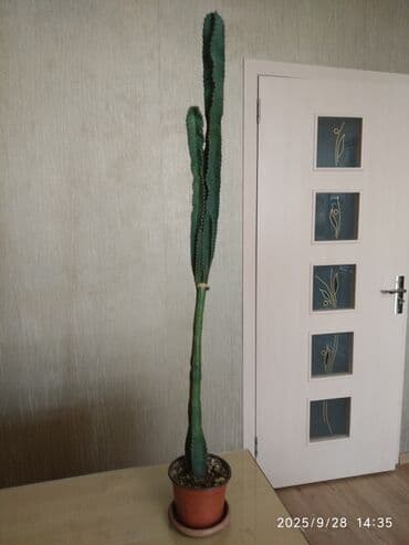 Buket güllər: Kaktus — 1