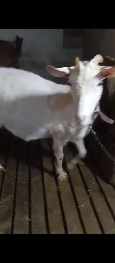 boer keçisi: Saanen. Atası Alpindir . Dişidir. Boğazdır. Təkəsi də Alpindir — 2