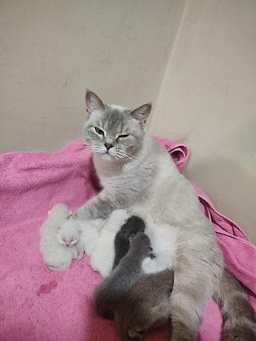 pişiy balası: Britan — 5