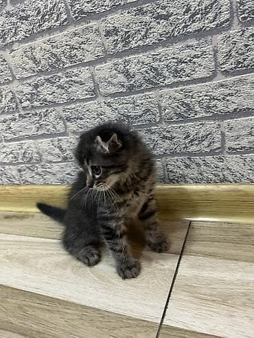 Pişiklər: Şotland yastı qulaq, Dişi, Ünvandan götürmə, Pulsuz çatdırılma — 3