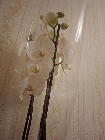 kala bitkisi: Ağ çiçəkli orkide (Phalaenopsis) – saksıda, şəffaf örtükdə.qiymet — 2