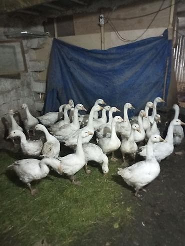 Dişi, | Linda, Damazlıq, Ünvandan götürmə — 2