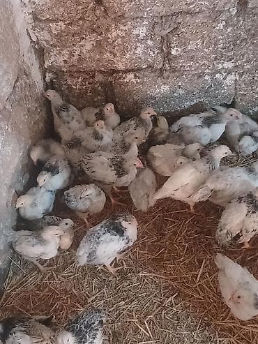 Quşlar: Toyuq cücələri, Ətlik — 2