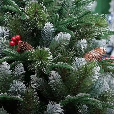 böyük yolka: Yolka — 4