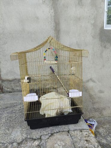 quş şekilleri: Korella tek tek erkey dişi Cüt Valnist qəfəs Valnist 15 Azn balasi — 9