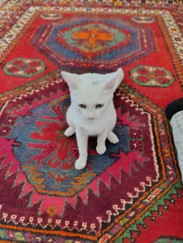 pişikler: Yaxşı əllərə — 7