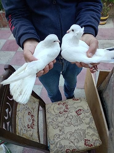 goyercin uzuyu: Məhsul: Bəyaz və rəngli saqqallı (qıvrım başlı) dekorativ göyərçinlər — 3