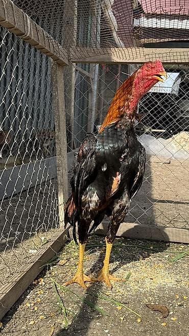 Məhsul: Uzunboyun, möhkəm quruluşlu heyratı xoruzu (ehtimalən