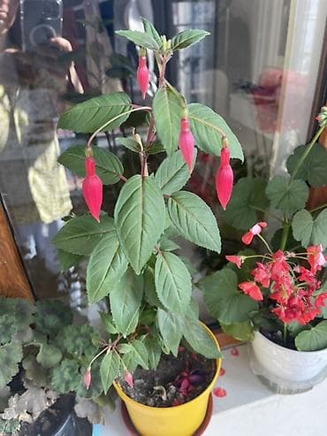 Fuksiya (Fuchsia) saksı bitkisi - Növ: Dekorativ çiçəkli otaq/eyvan