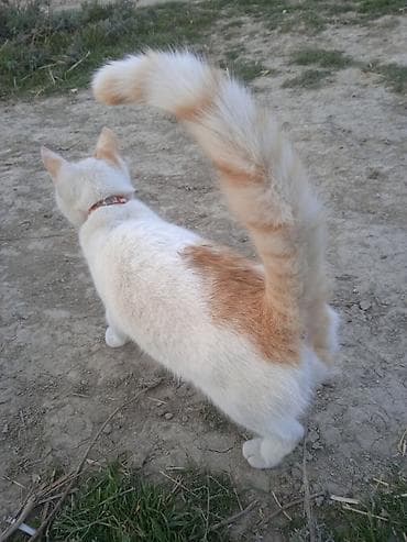 pişiy pulsuz: Erkək, Yaxşı əllərə, Ünvandan götürmə — 3