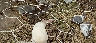 dovsan balasina ne deyilir: Salam hərkəsə bu gördüyünüz karlıq dovşanradi ancaq balaları satilir — 5