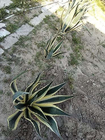 saxta yumurta: Aqava (Agave) dekorativ sukulent kolları satılır . müxtəlif ölçülərdə — 3
