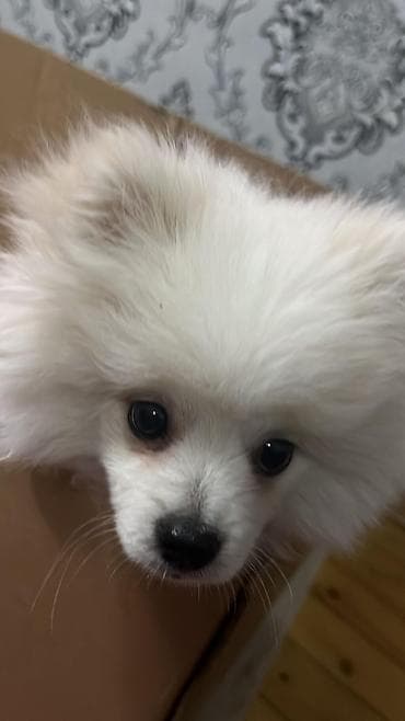 it yemi: Şpitz — 3