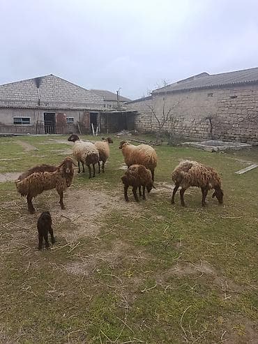 balali qoyun: Qoyunlar ekizi bala ana bala boğaz qoç lisey satılır istəyən olsa — 4