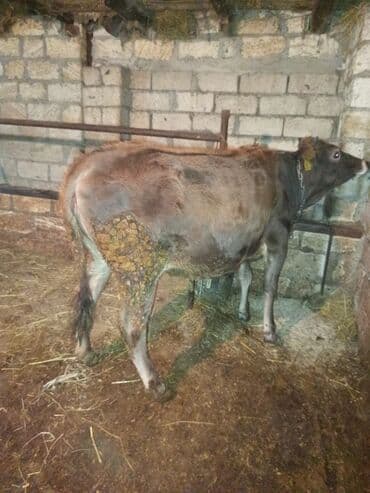 simral inək: Yem heyvanidir təkdir 110-120kq arası eti olar qiymət baxdıqdan soram — 2