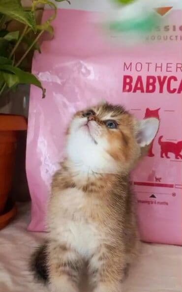 pişik şəkilləri: Britan, Erkək, Dişi, Yaxşı əllərə, Ünvandan götürmə — 9