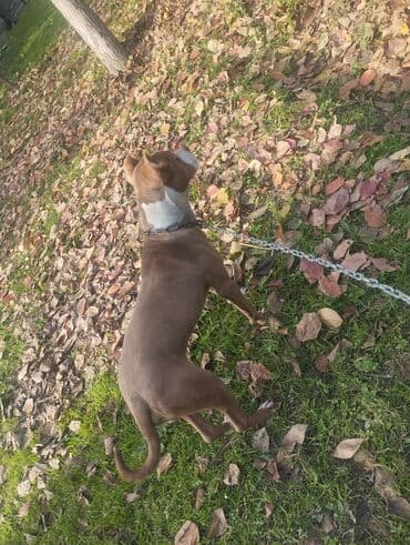 пекинес цена в баку: Питбуль — 4