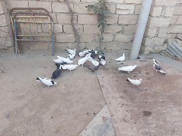 pisik ag: Salam tam sağlam heyvanlardı 20 dənə heyvandı içndə hər nişan heyvan — 8