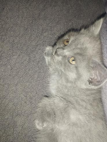 qız pişik adları: 1 aylıq şotland balasıdır Dişidir Peyvəndleri vurulub nömrənin — 1