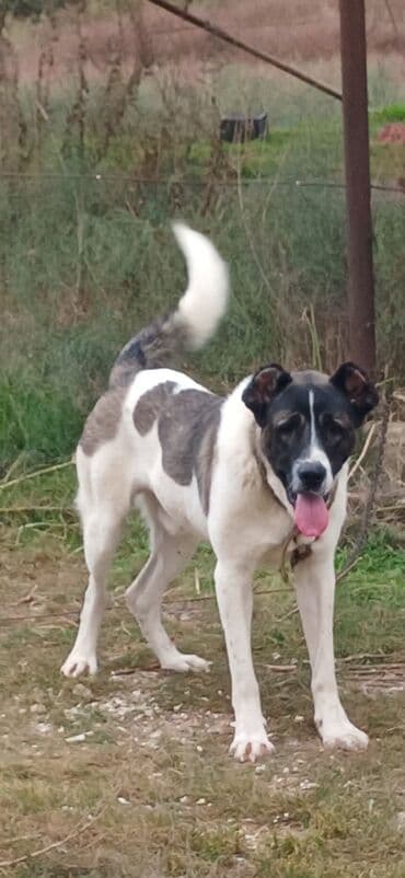 отдам в хорошие руки маленькую собачку: Qurdbasar, 1 il, Erkek, Peyvəndli, Rayonlara çatdırılma — 9