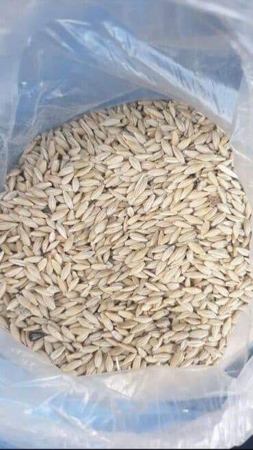 Arpa satılır 75 ton var. Hazır kisələrə yığılıb. Qiymət 0.45 qəpik