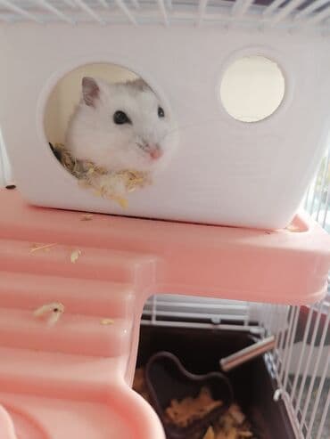 Hamster üçün tam dəst qəfəs - Material: möhkəm metal barmaqlıqlar və