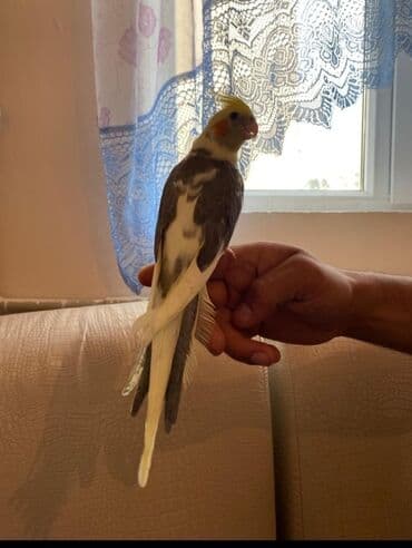 Кошки: Qəfsle satlir tam ələ orgenmis korella elde yem yeyir ciyde durur cox — 2