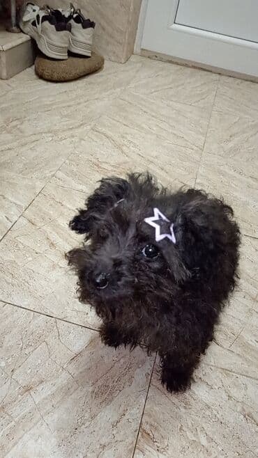 itlerin ucuz qiymete satisi: Pudel, 3 ay, Ünvandan götürmə — 4