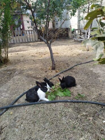 сколько стоит щенок акита ину: 7aylik dovşanlar.biri 10m.biri iki üç kilo gelir — 1