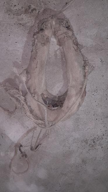 Toyuqlar: At arabası/yük arabası üçün köhnə tip qoşqu boyunduruğu (xomut) - — 2