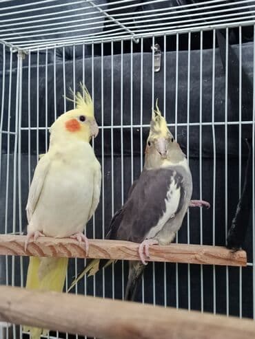 quzu şəkilləri: Nimfa tutuquşuları (Cockatiel cütlük) Sarı tək başına 50 Qara — 3