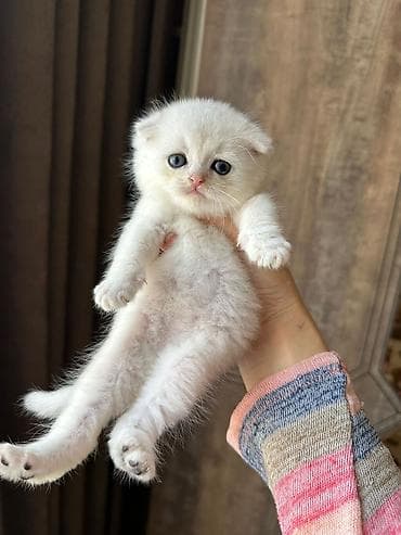 scottish fold: Şotland — 5