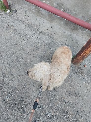 Köpək üçün elastik yaylı gezdirme kəməri və ip - Material: möhkəm