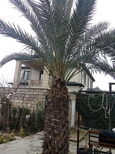 zeytun agaci: Xurma ağacı satılır. qiymət 1 ağac 10000-nə deyirəm öz həyətimizin — 2