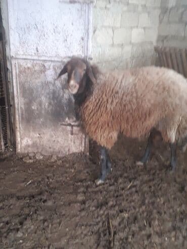 ari ramkasi satisi: Qoyun – yerli ətlik/yunlu cins - Rəng: qəhvəyi yun, qara baş və qara — 9