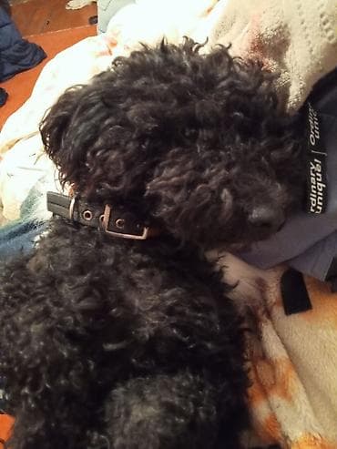 pudel satilir: Pudel, 2 il, Dişi, Cütləşmə üçün — 3