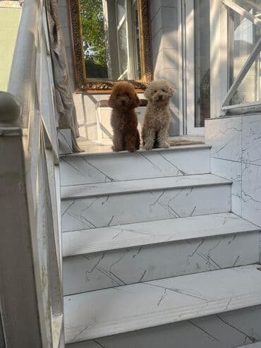 çoban iti balasi: Pudel — 2