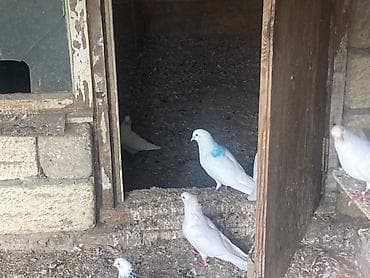 muhabbet quş: Ağ və qarışıq rəngli ev göyərçinləri – dam və həyət üçün - Növ: ev — 2