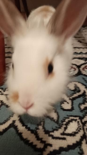 dovsan sekli: Ağ rəngli, qulaqları dik, burnu və kürəyində açıq-bej ləkələri olan — 9