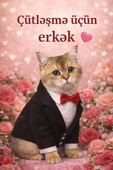 quru pişik yemi: Qızıl şinşilla, Erkək, Cütləşmə üçün — 3