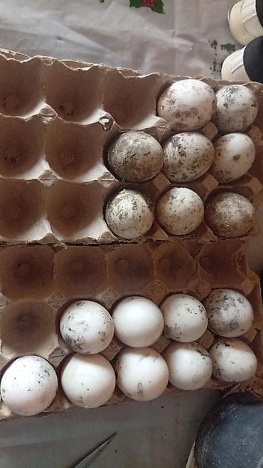 lalafo goyercin satisi: Temiz pekin ordeyleri yumrtasi 90 faiz mayalı siferis önceden veresiz — 8