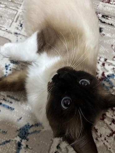 Gəmiricilər: Cütləşmə üçün — 2