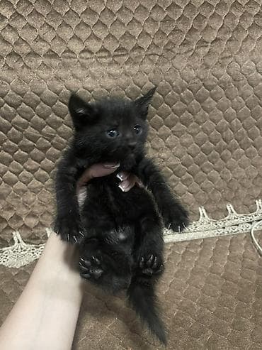 pisik aliram: Yaxşı əllərə — 8