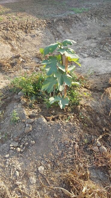 obyekt ucun torpaq: 15 sot, Mülkiyyətçi — 7