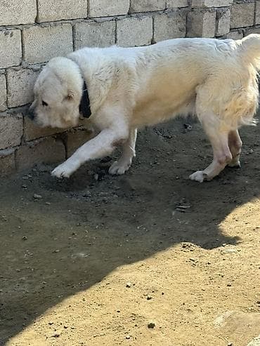 pomeranian boo mini: Alabay, 4 il, Erkek — 4