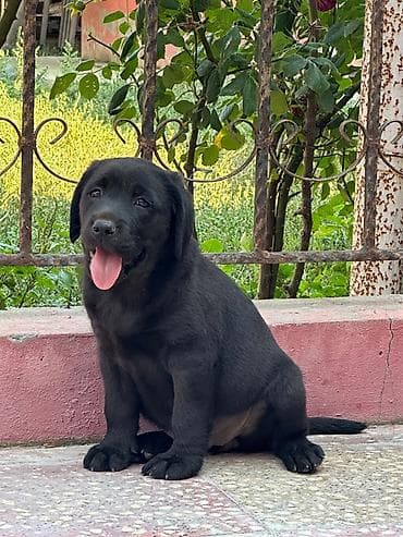 boo itleri: Labrador-retriver, 3 ay, Erkek, Ünvandan götürmə, Pulsuz çatdırılma, Ödənişli çatdırılma — 3